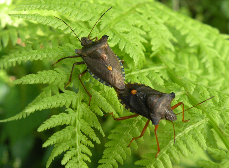 Pentatoma rufipes in accoppiamento